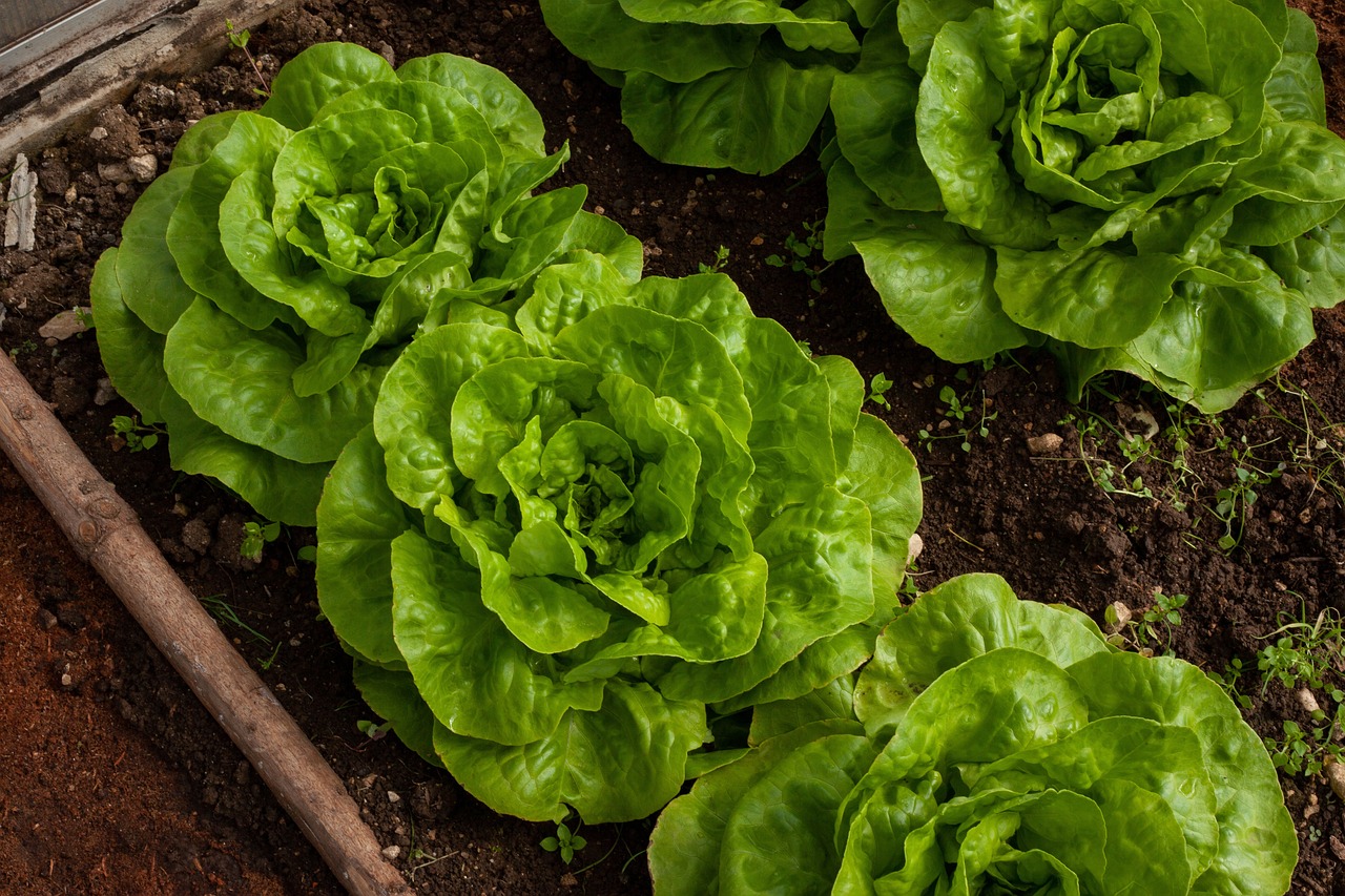 Immagine di un piccolo orto sul balcone in autunno, con piante di spinaci, lattuga e cavolo nero in vasi.